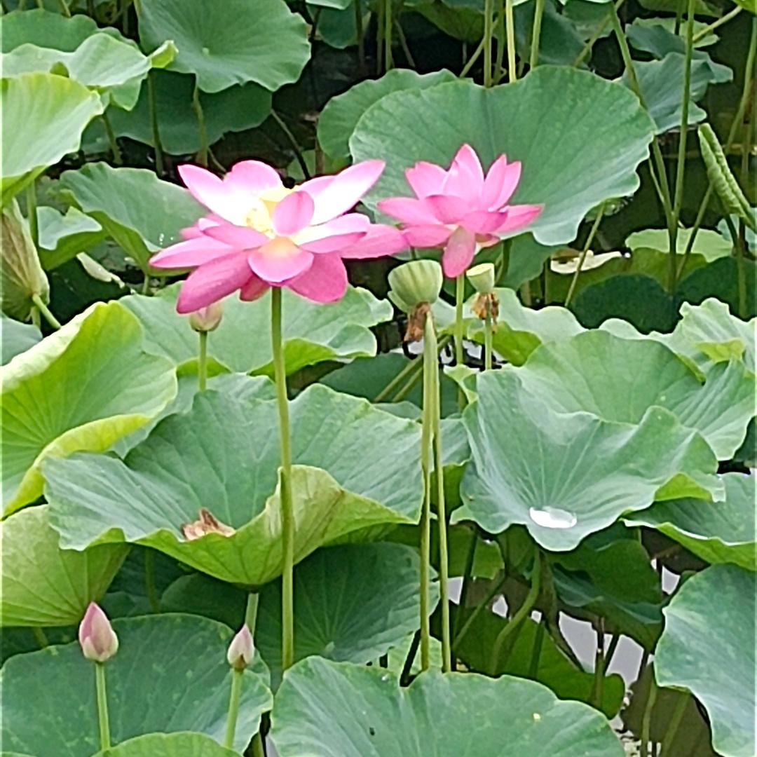 岁月静好70后