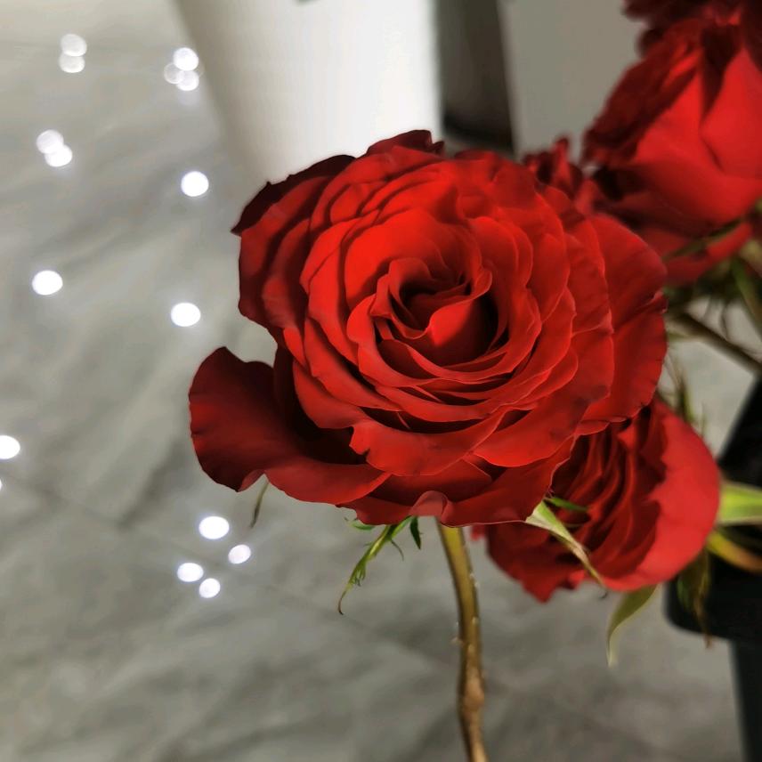 花开你就来