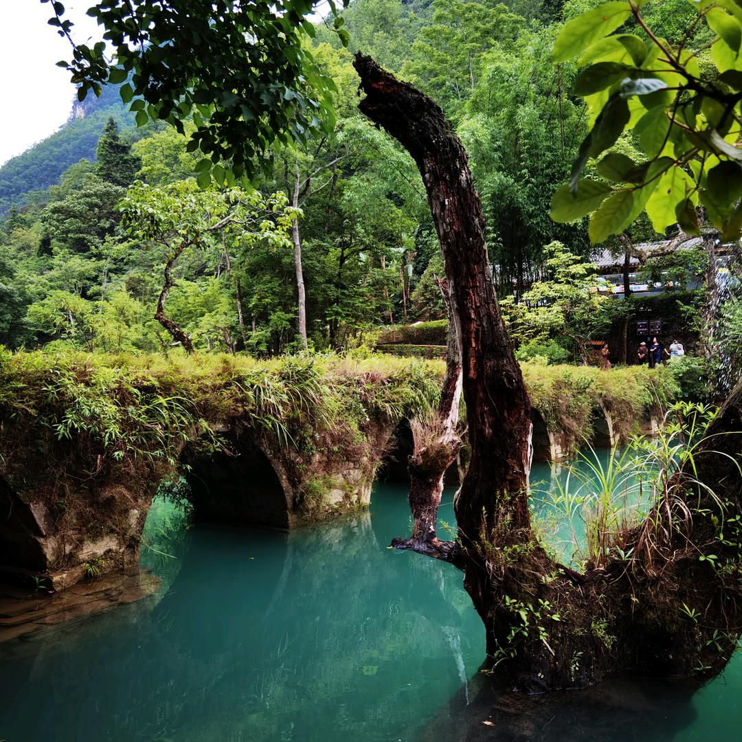 鸿雁飞来