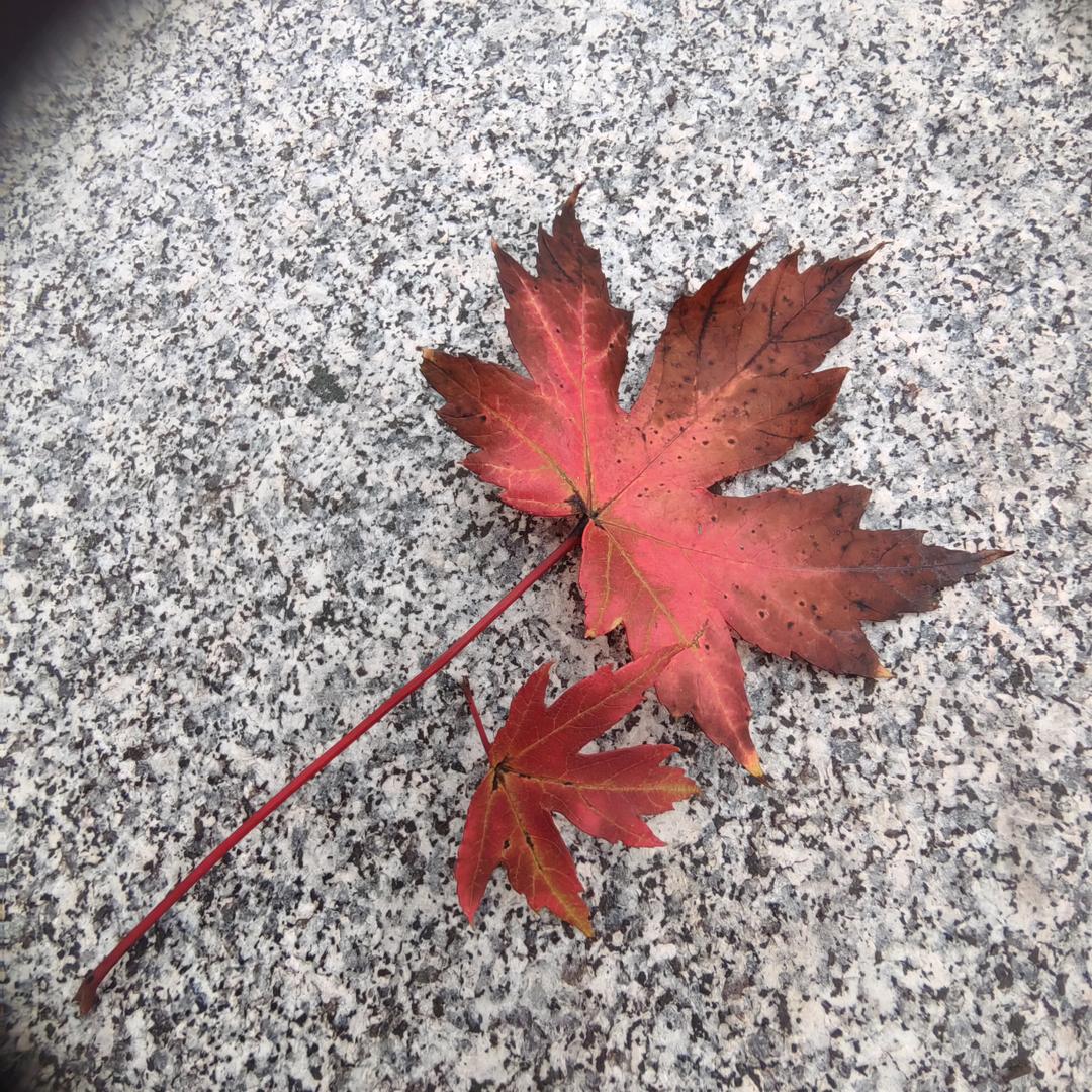 🐺摆渡人ˣˣ⁵²¹