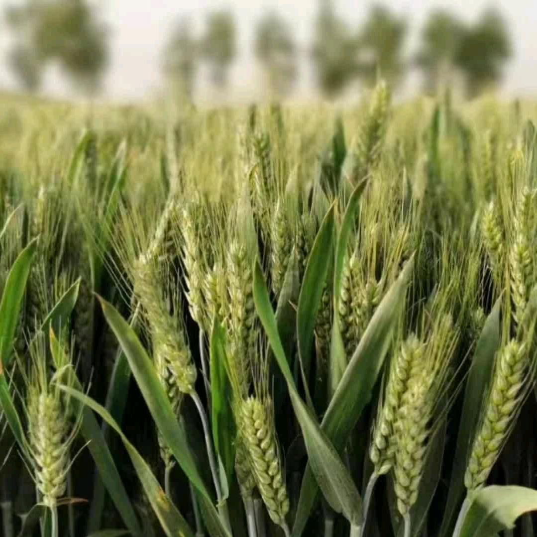 华智营养试管苗