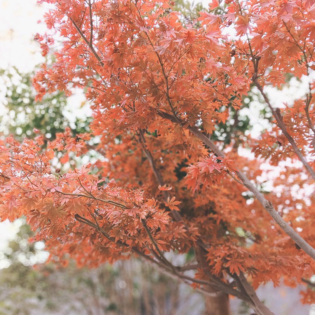 柒月🌹