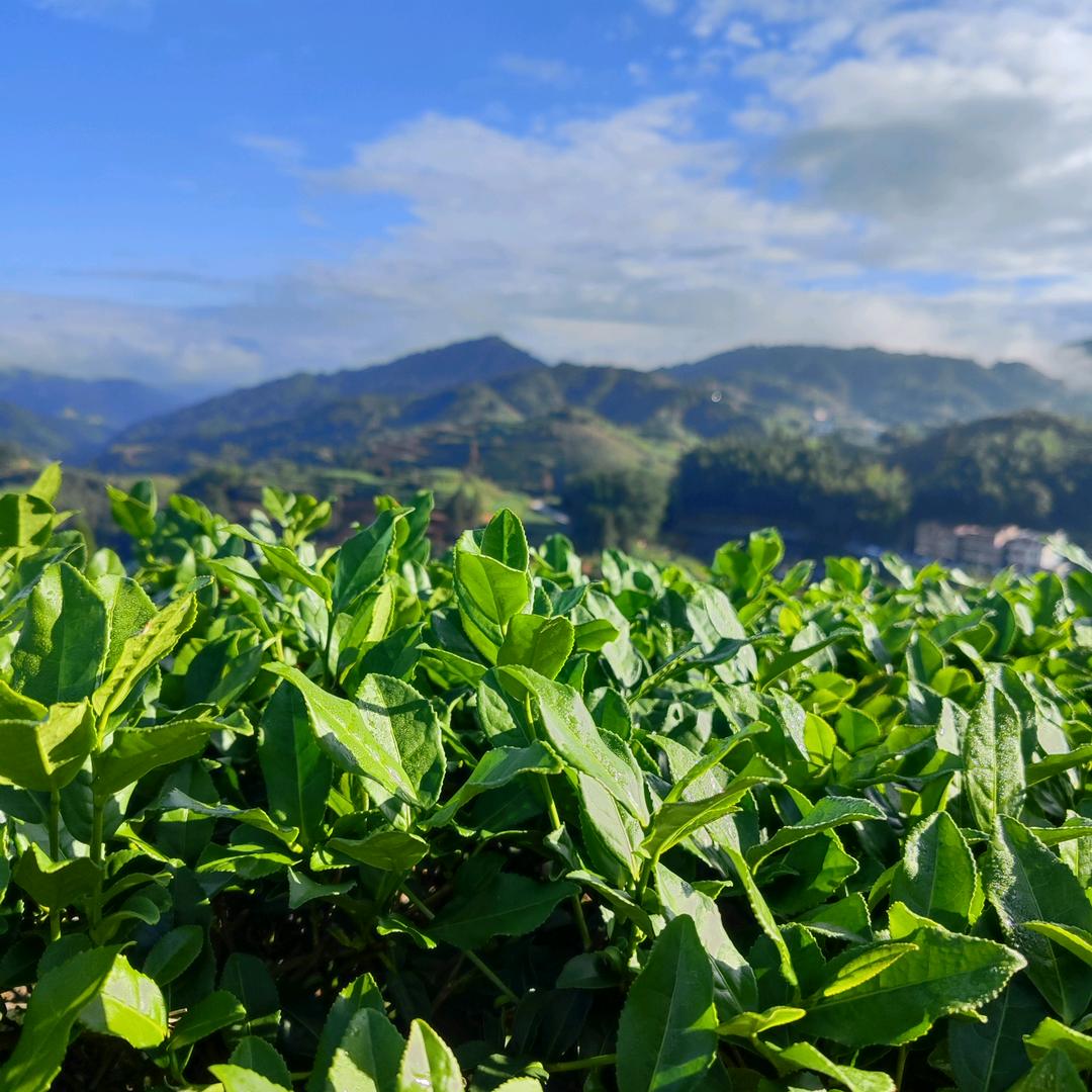 日盛茶叶