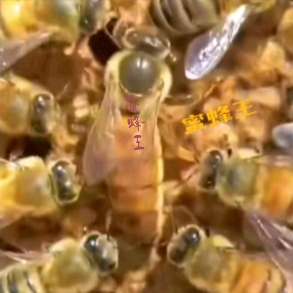 大别山•老蜂农