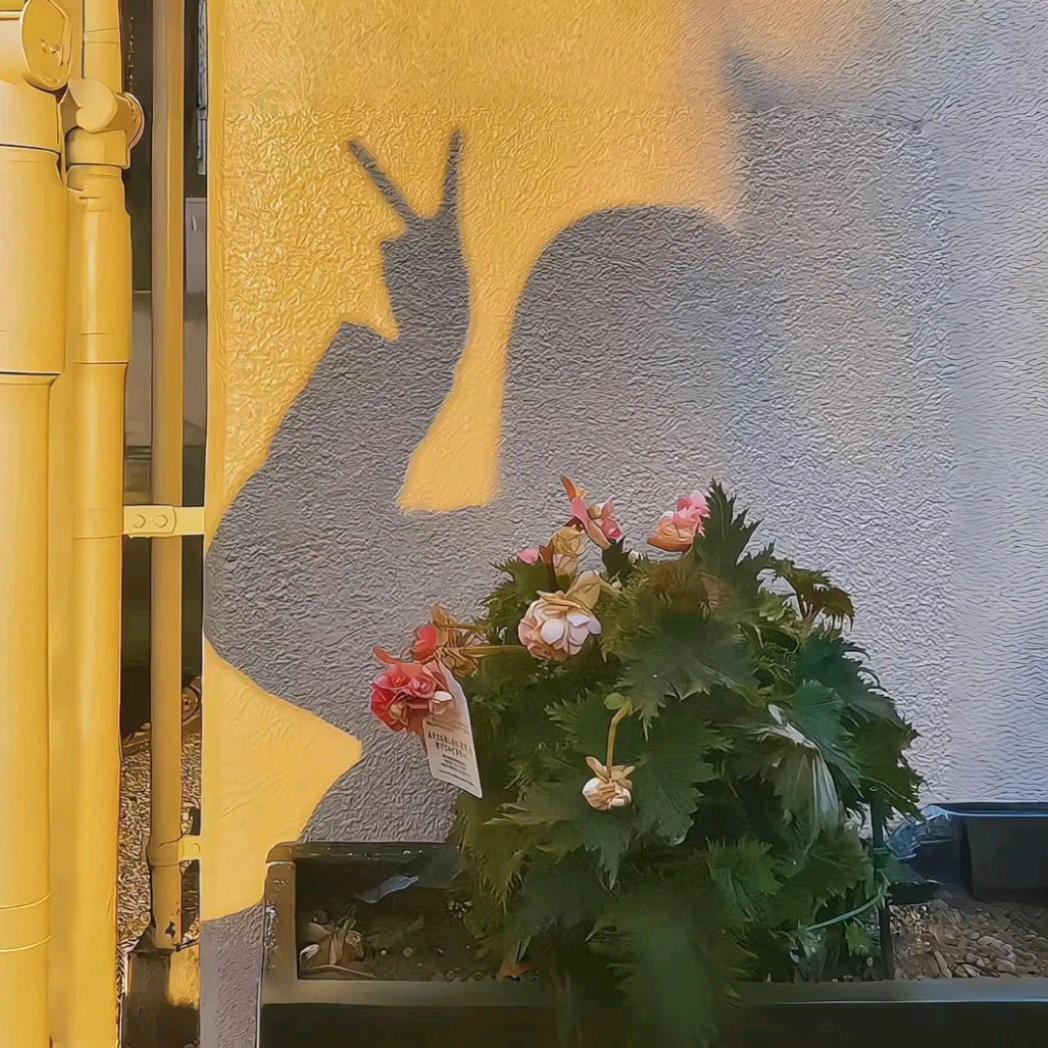🌵章鱼小丸子