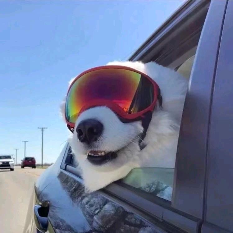 社恐的西伯利亚帅气熊大