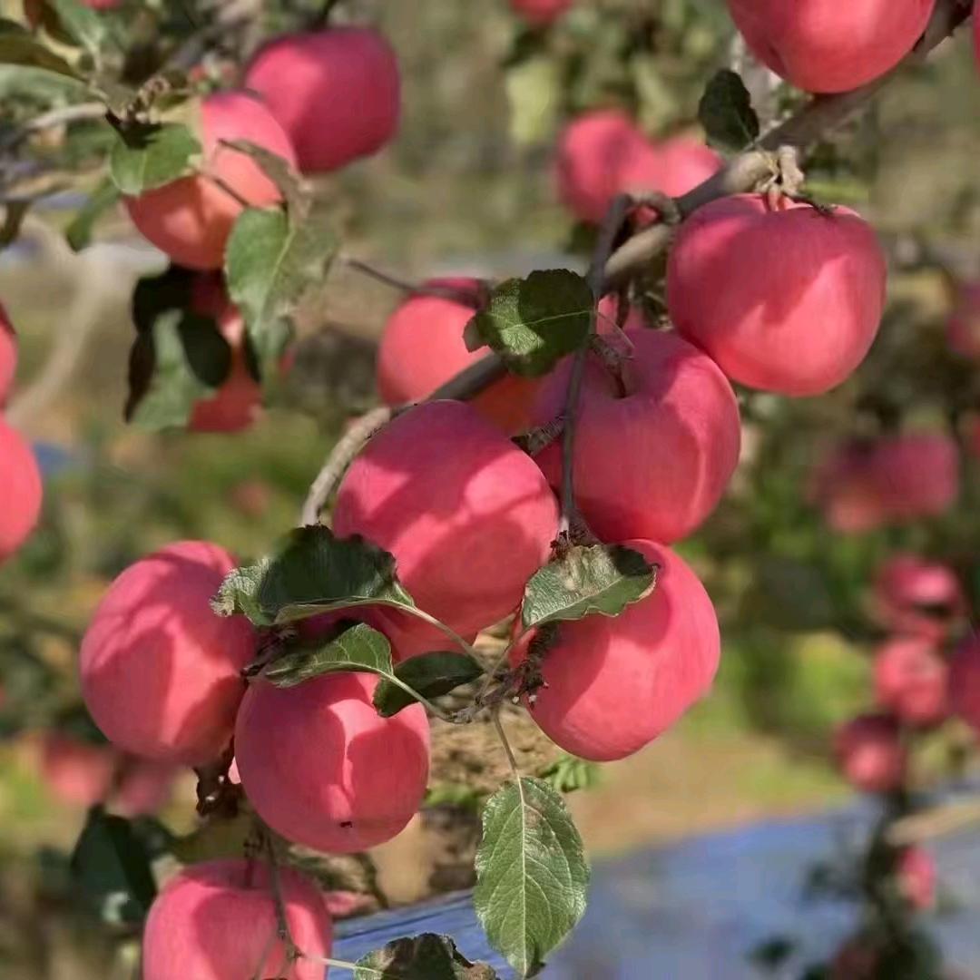 樱桃🍒🍒🍒🍒