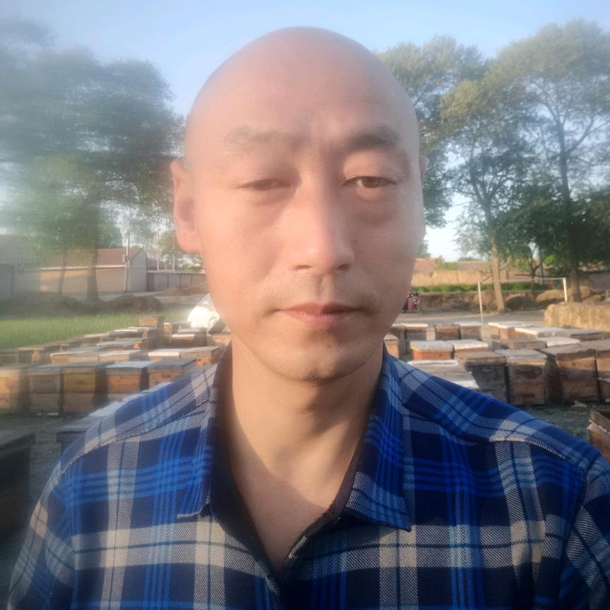 张氏蜜蜂1