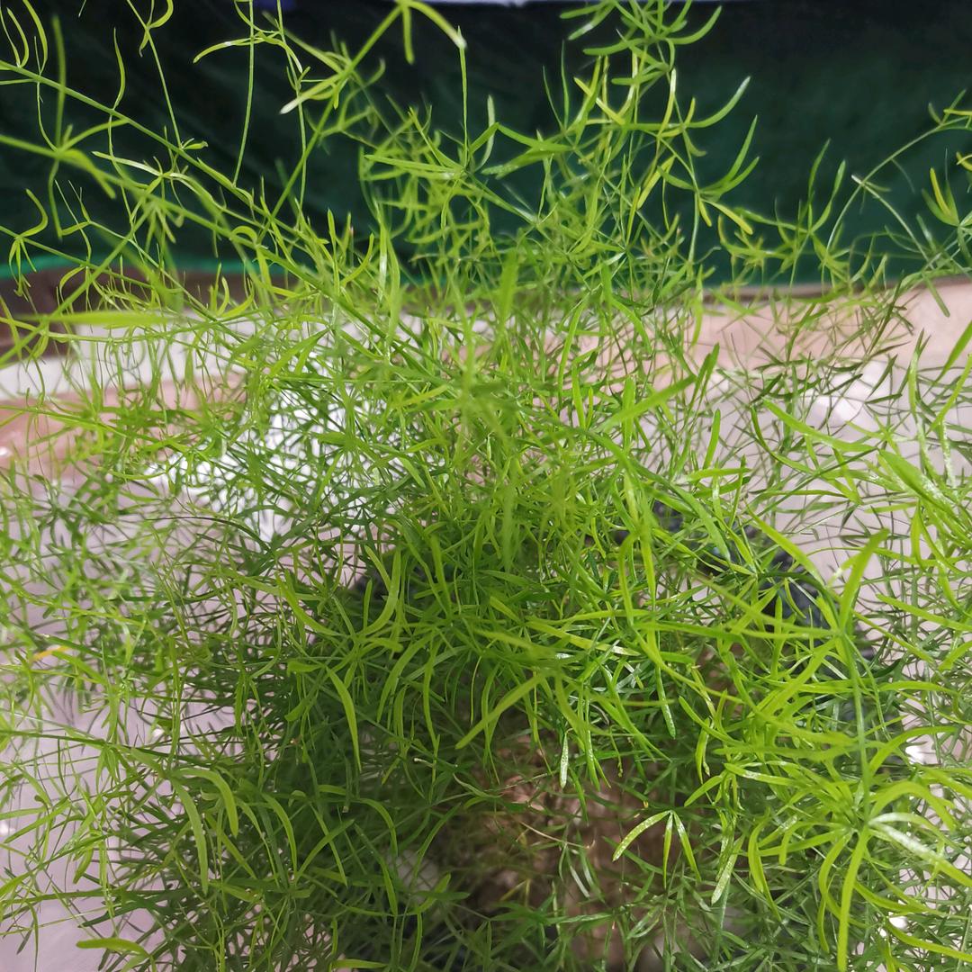瑞芹