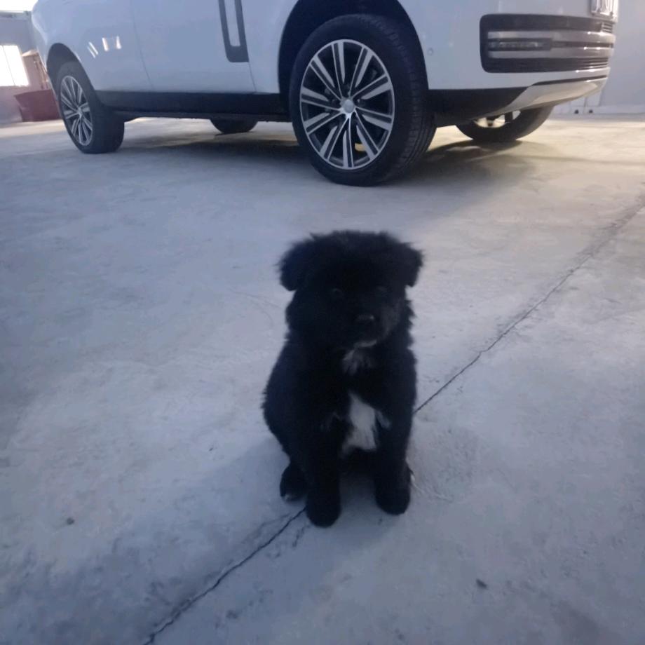 🌺花开富贵🌺