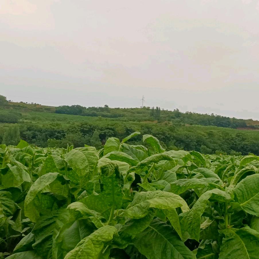 俩宝的妈妈咪为了生活加油🍃🍃