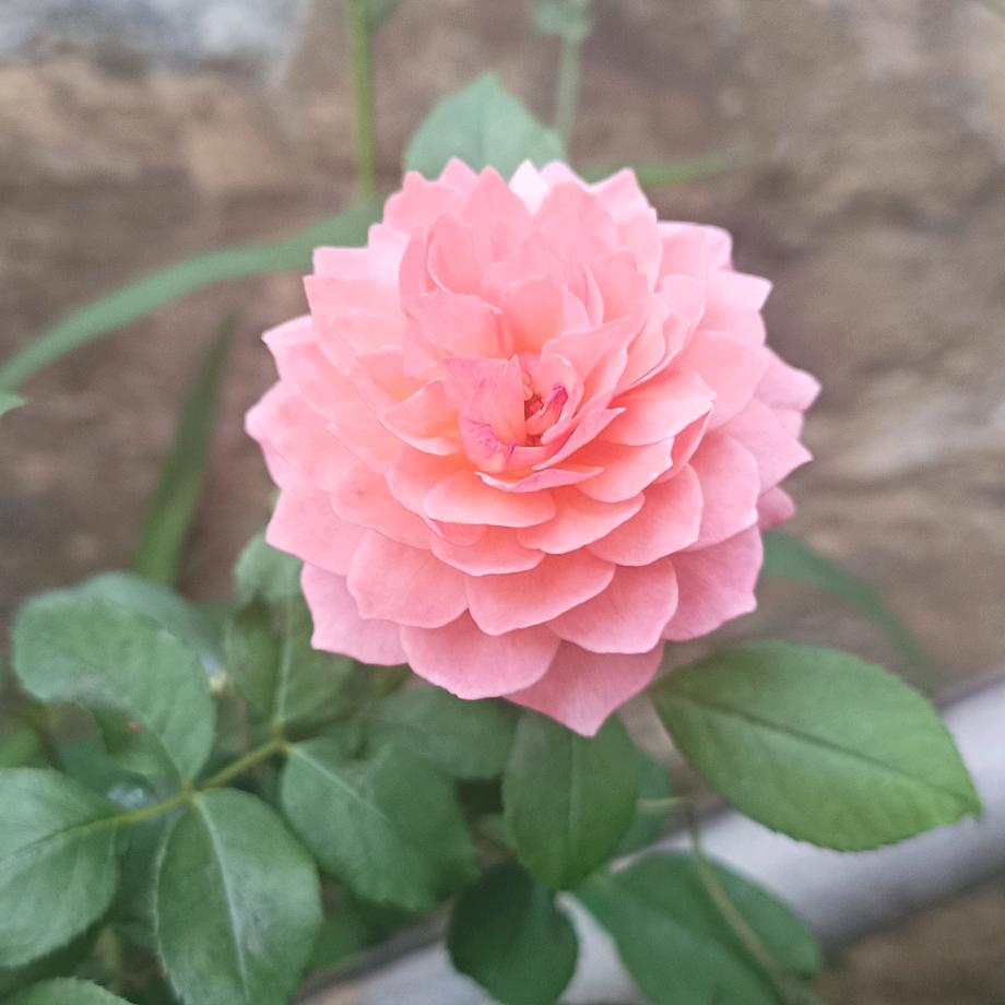 阳春三月