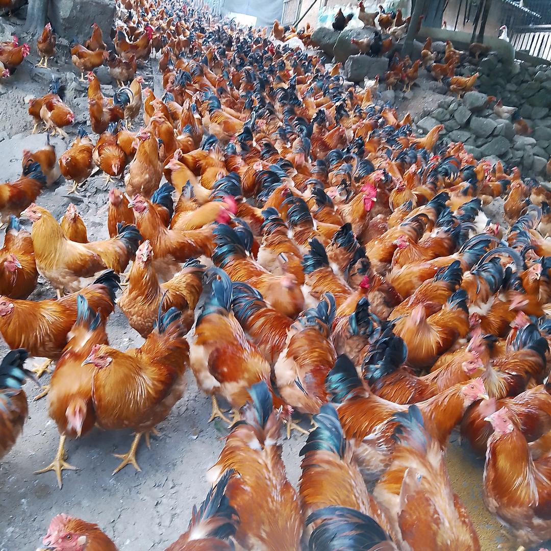 沉默是金🐔🐤🐰