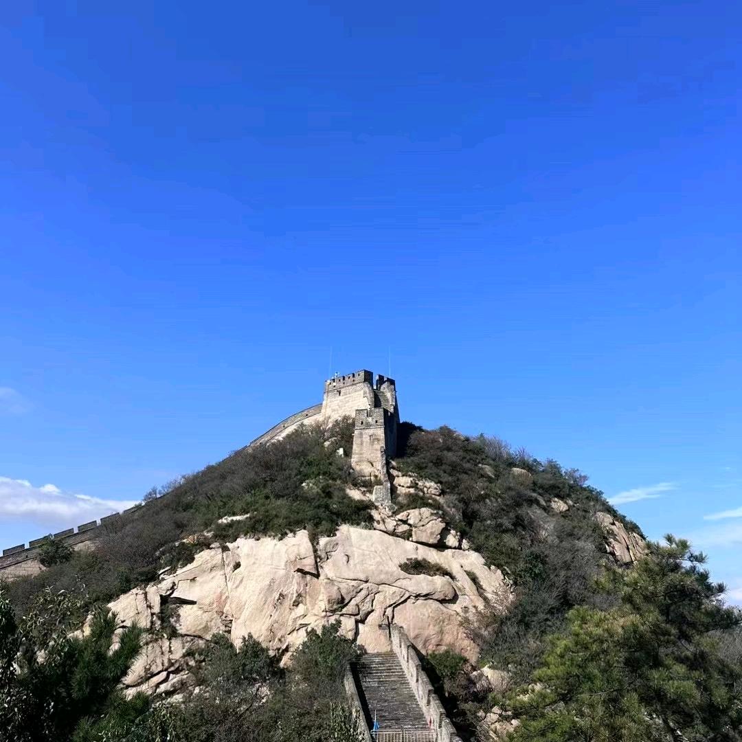 收购百合、百合种球出售-丁生