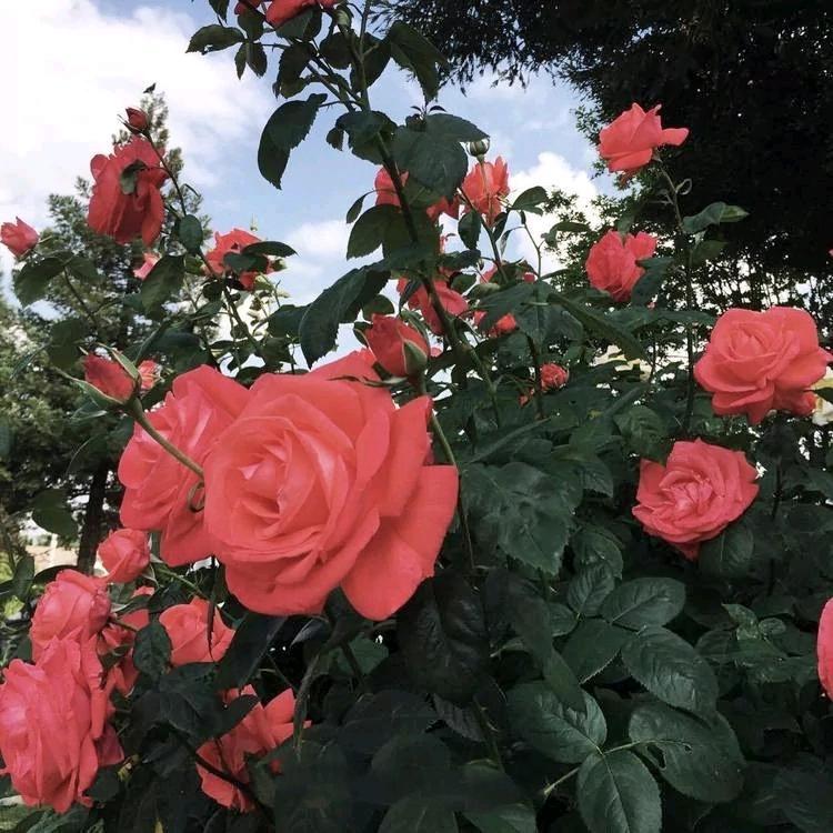 落花春寂寂