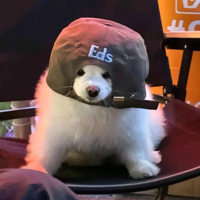 记得那可爱的狗