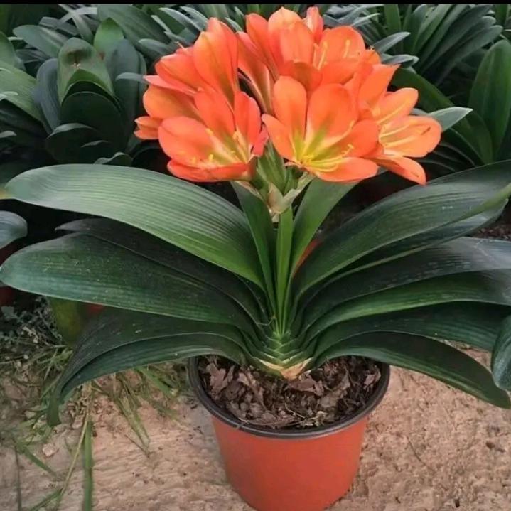 茶