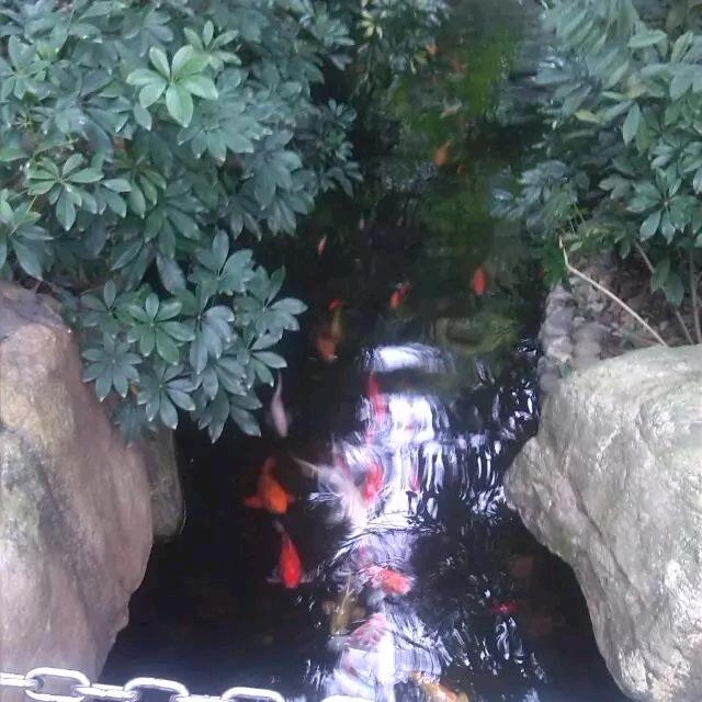 来去自如