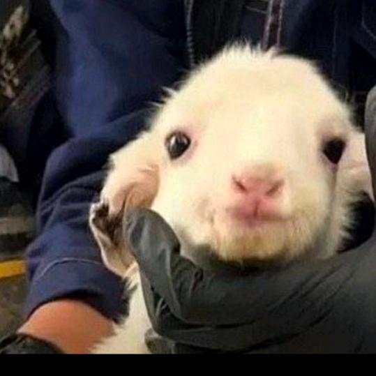 九三🌾(见过12468版)