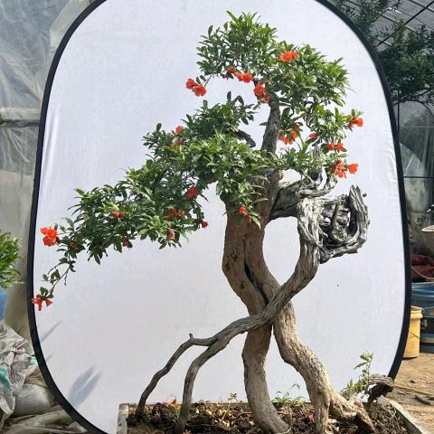 三嫂子