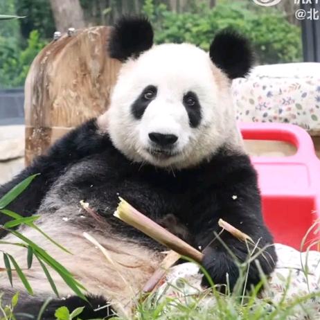 憨憨熊仔仔