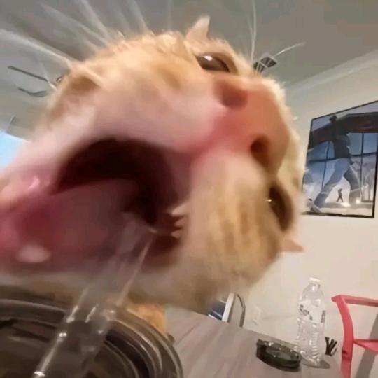 一袋半