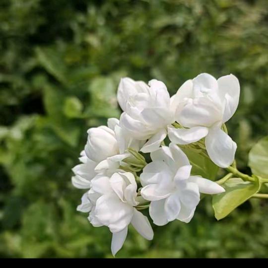 小辛（百货）