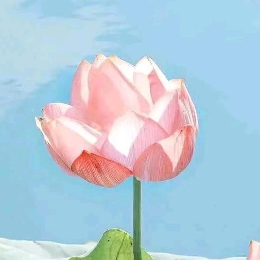 美丽人生花姐