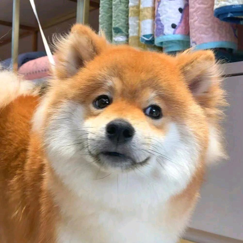 little 🌍ORANG🇨🇳