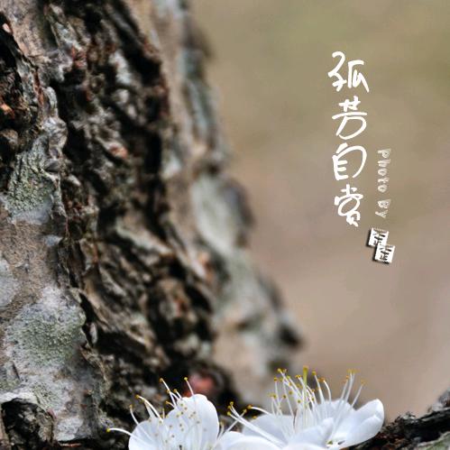 孤芳自赏