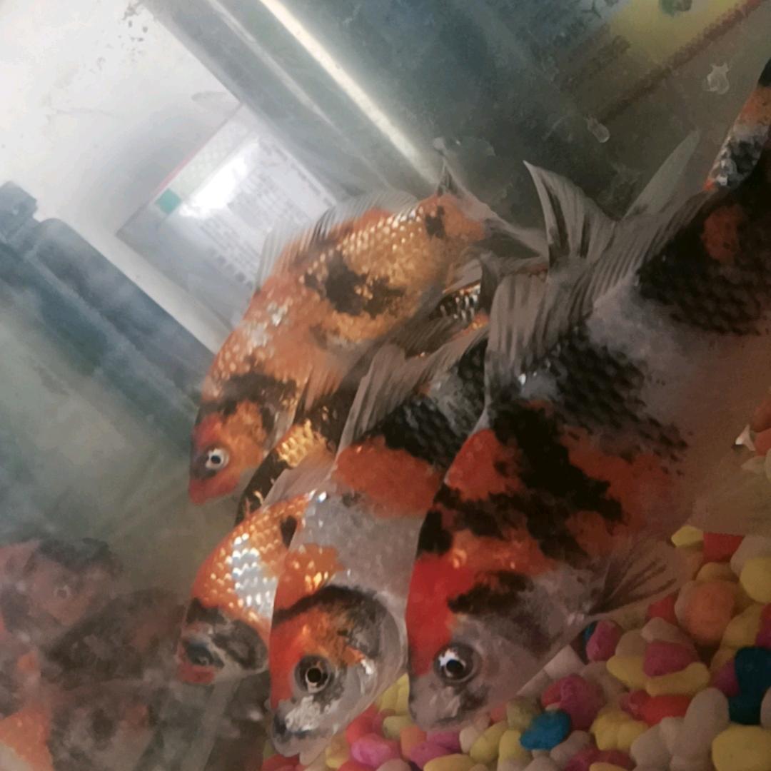 ꉂꉂ꒰•̤▿•̤*ૢ꒱一路向钱💰✧⁺⸜