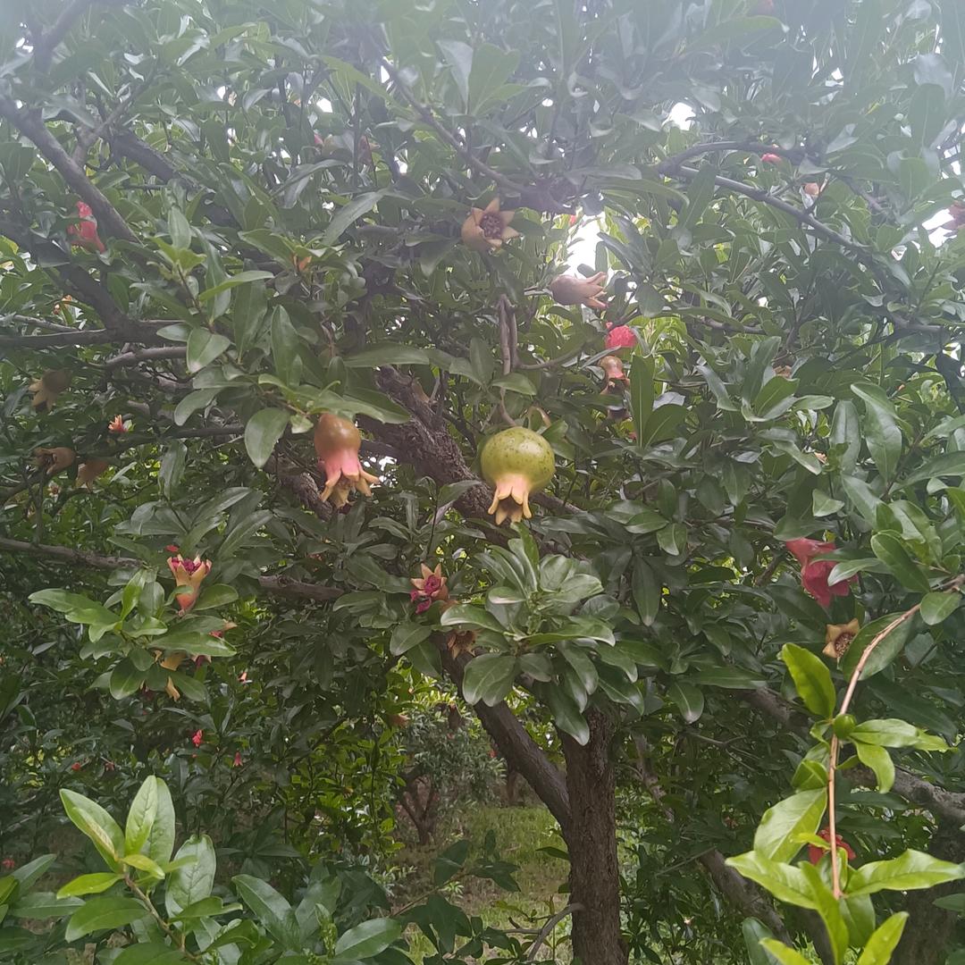 小屈石榴园