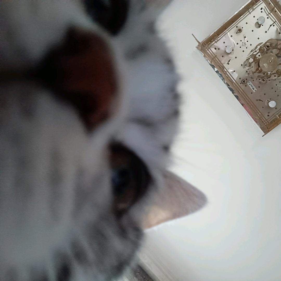 小鱼