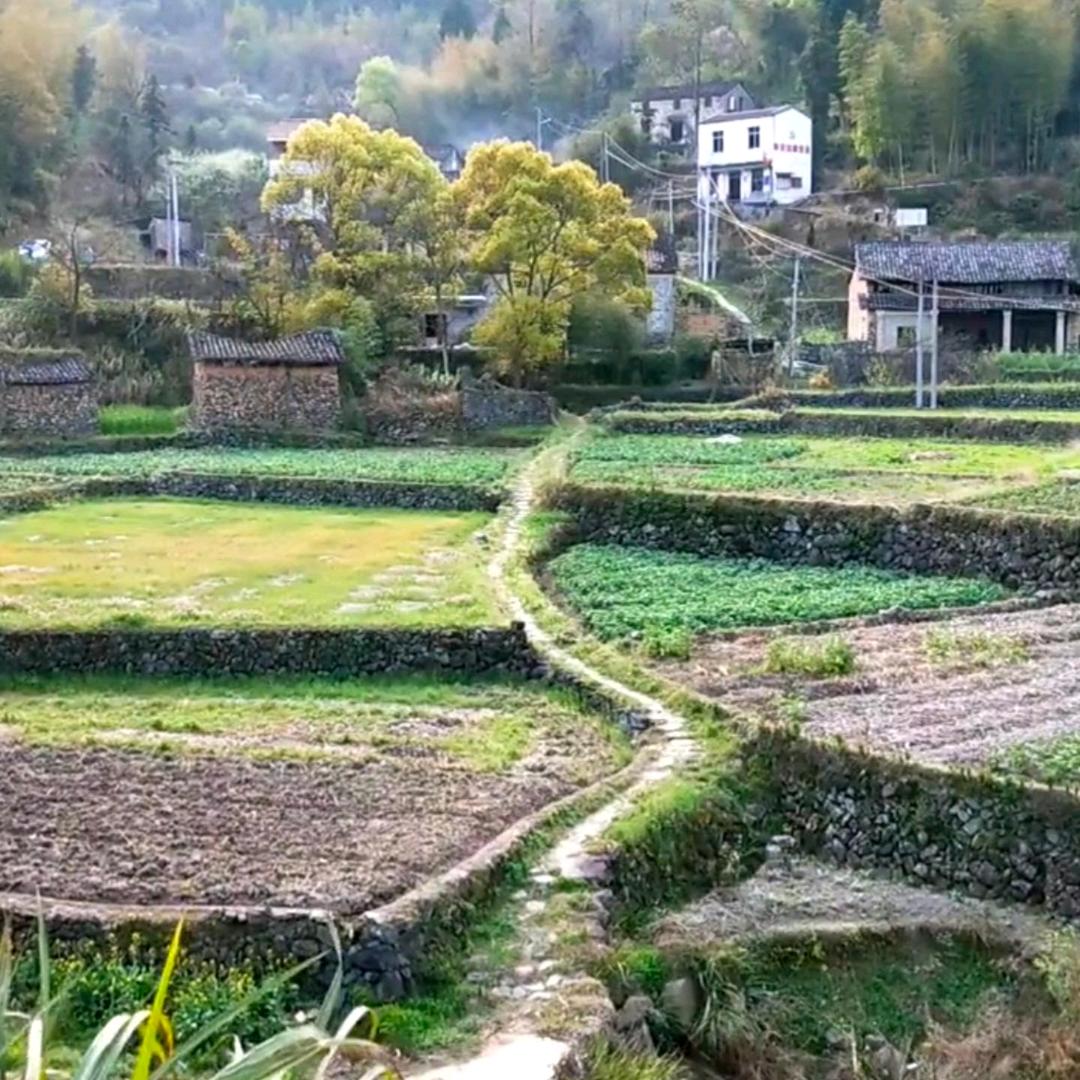 乡恋