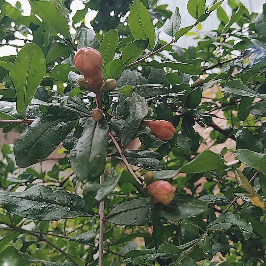 静等花开