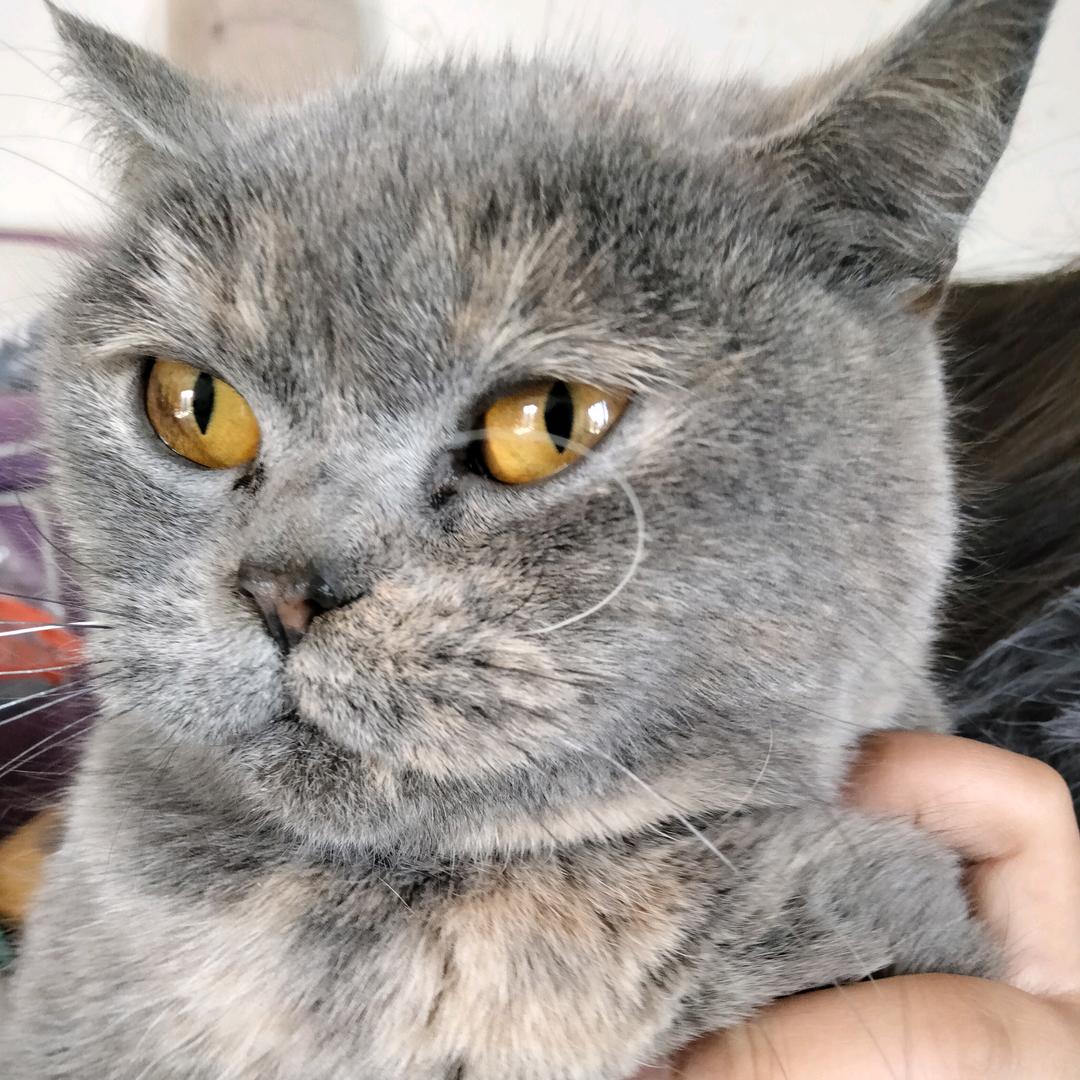 我的猫叫墩墩和乔乔