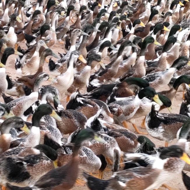 农村人在乡村养鸭