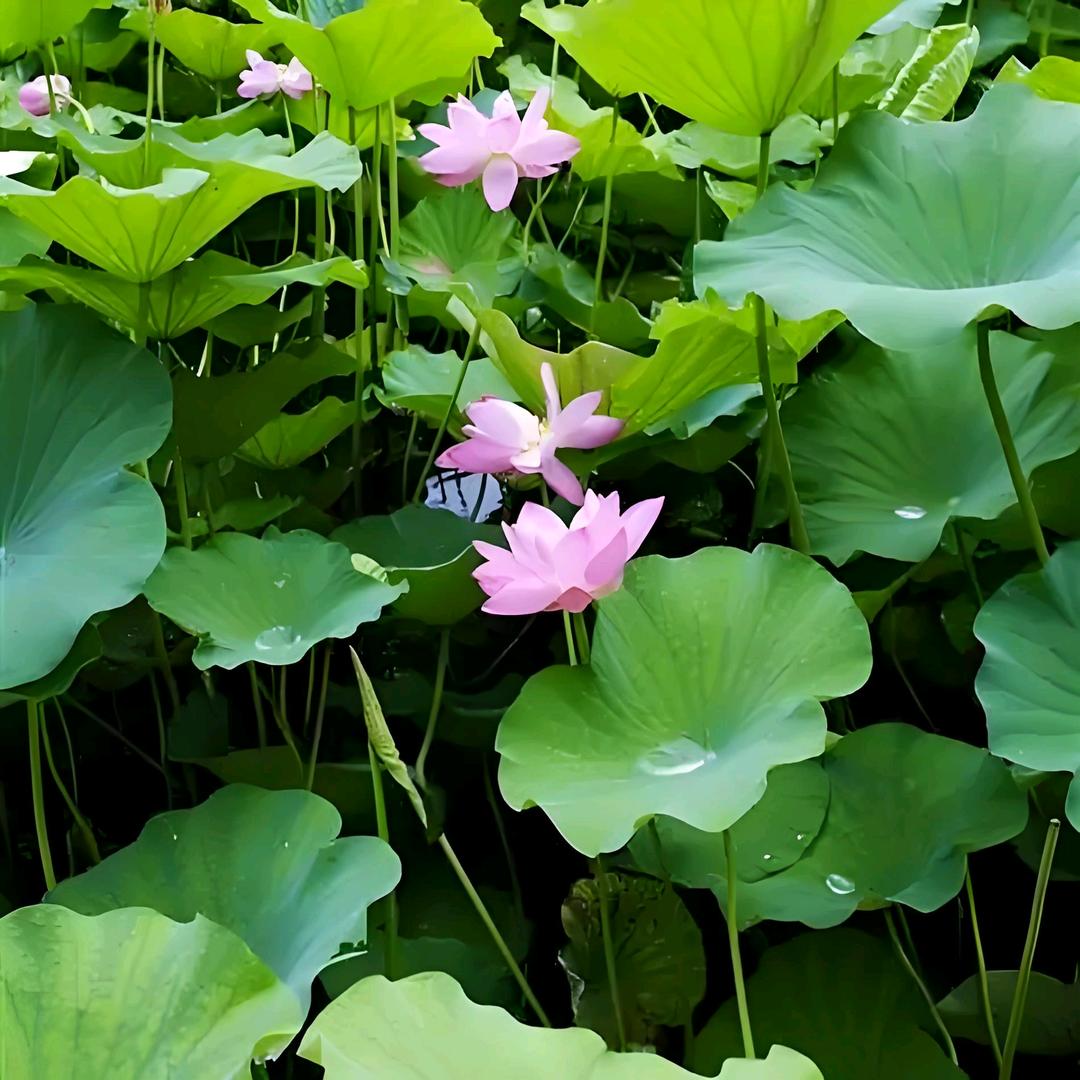 淡.然