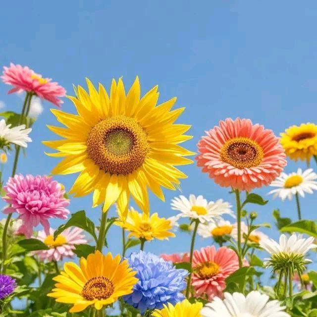 芳