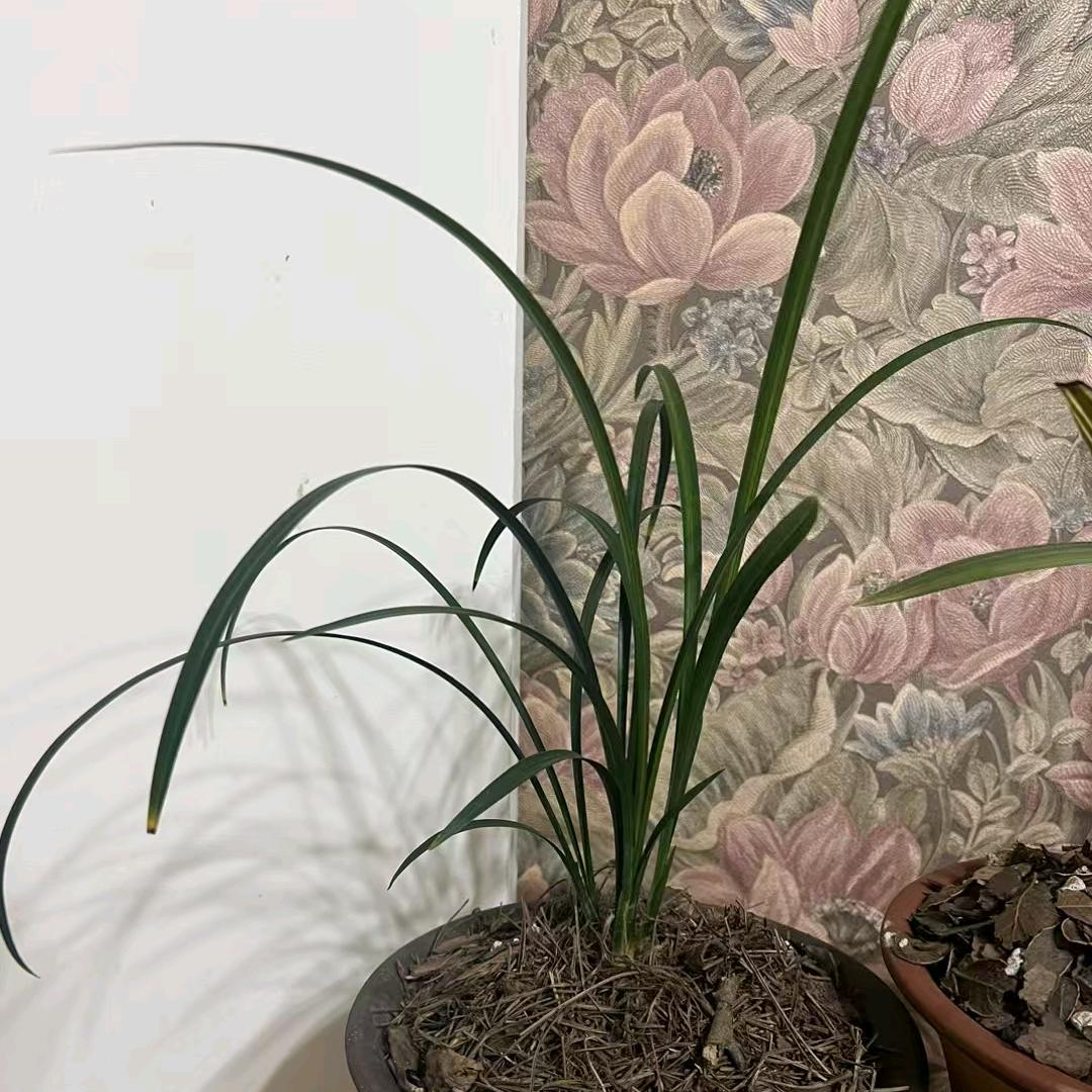 赵公子成都说房-鑫光耀