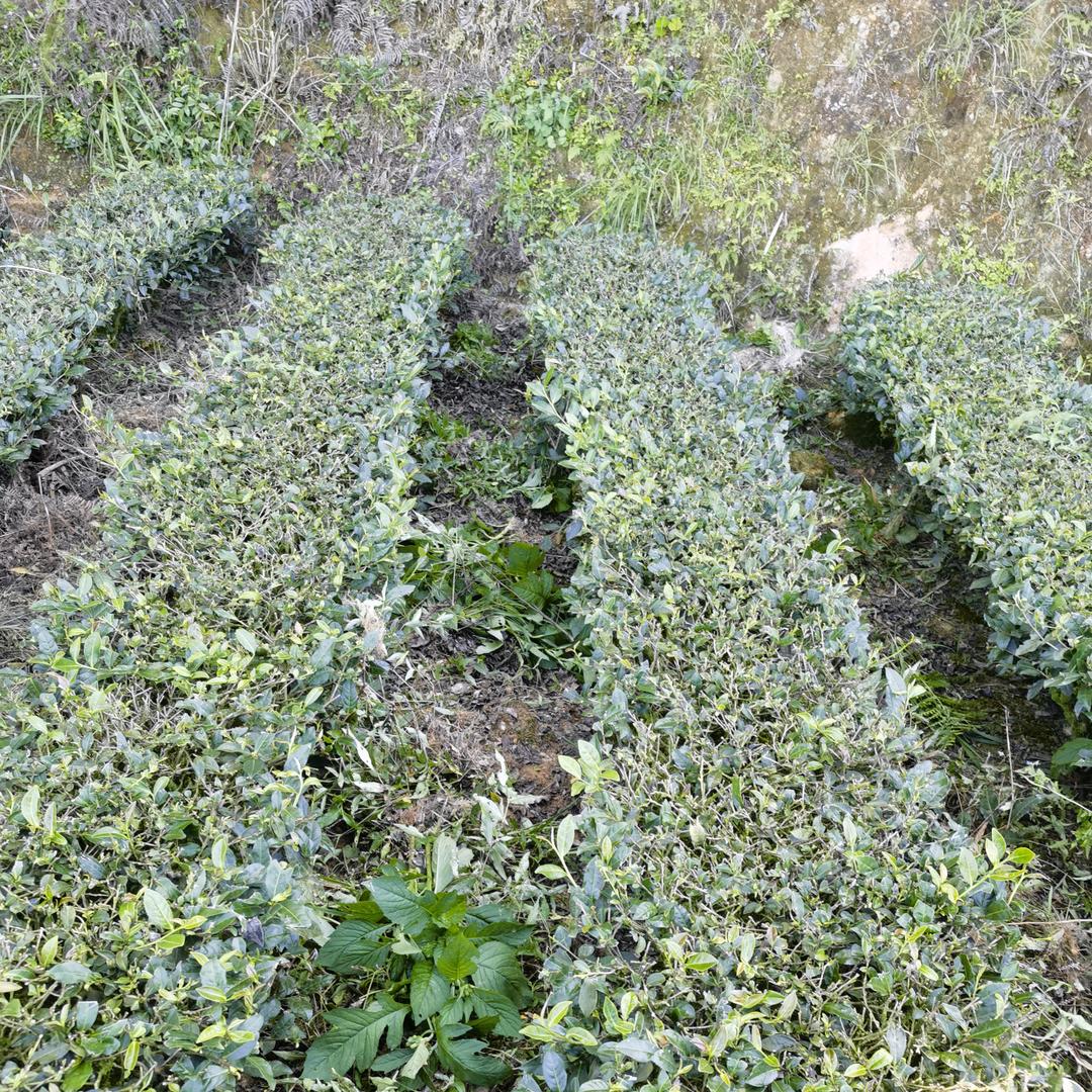 高山生态茶叶
