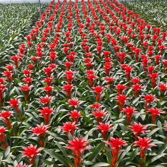 兰州新区犇犇花卉绿植基地