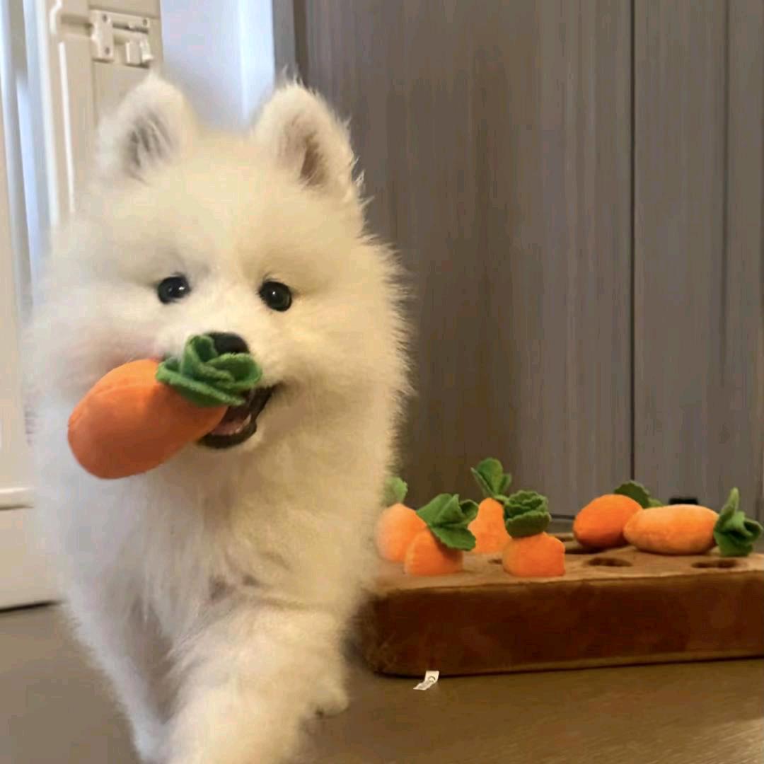 晚安小狗🐾