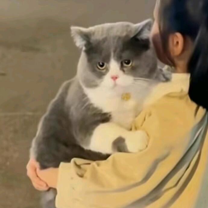 茉嗷猫