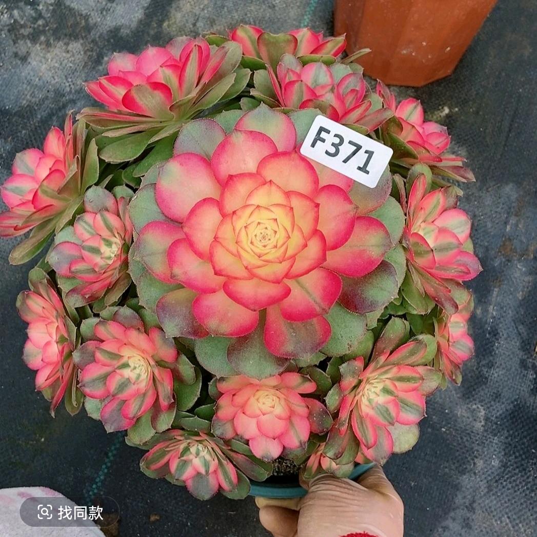 小静花卉种植园