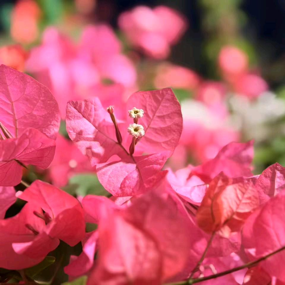 清水淼淼的花