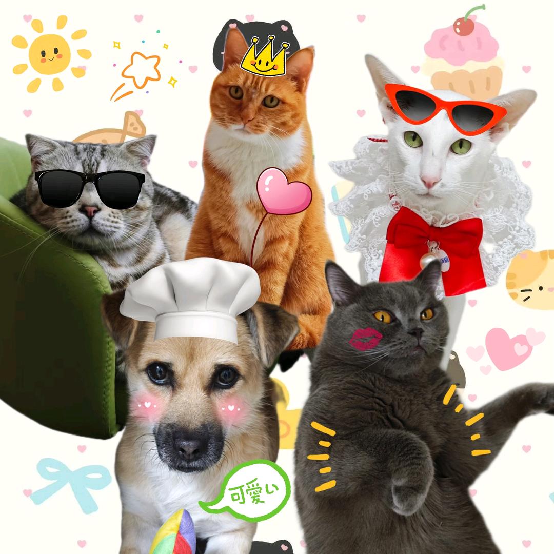暖阳五小只🐾