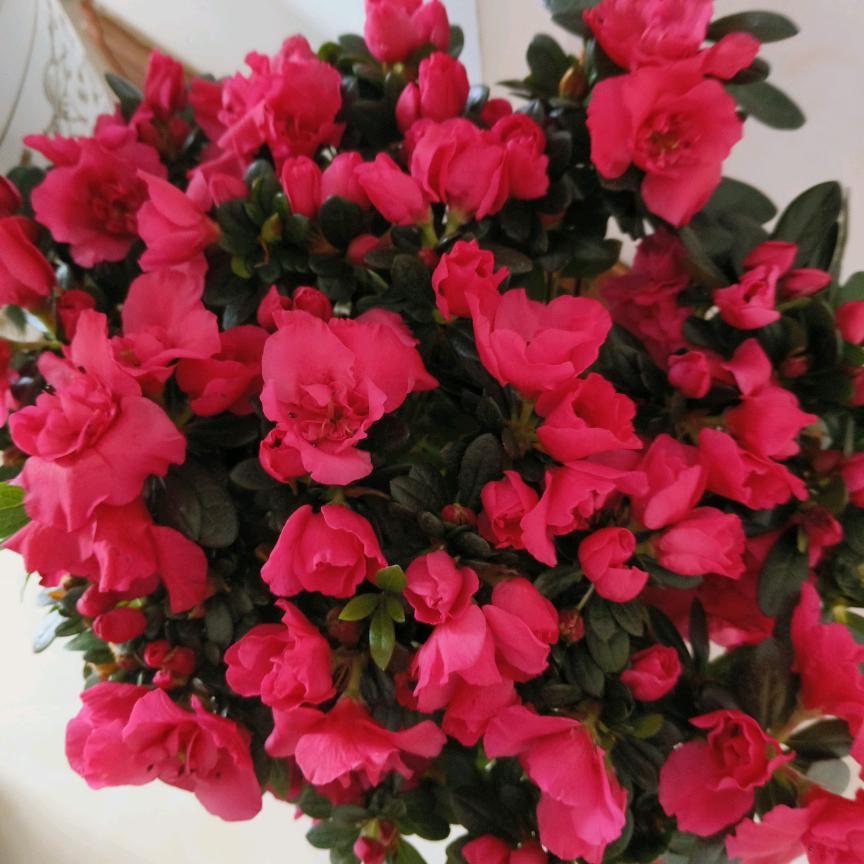 一切随缘🌹🌹