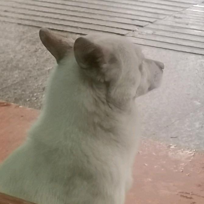 阿友哥