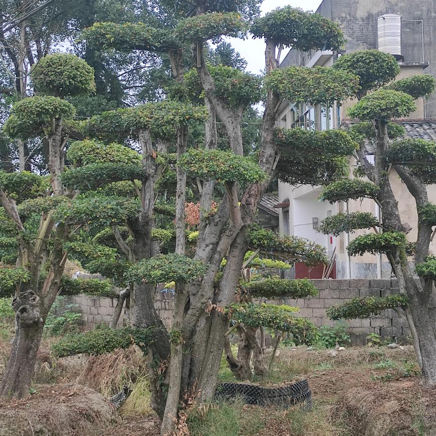 小花